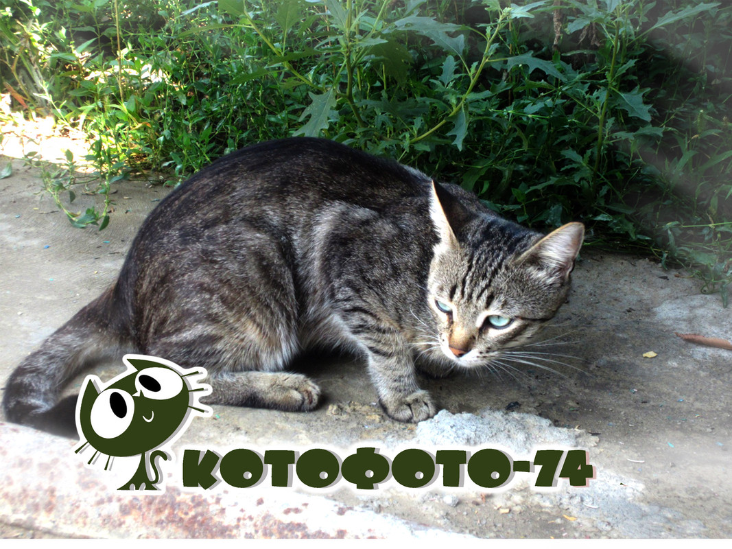 Кошачий голос Кошачий голос
