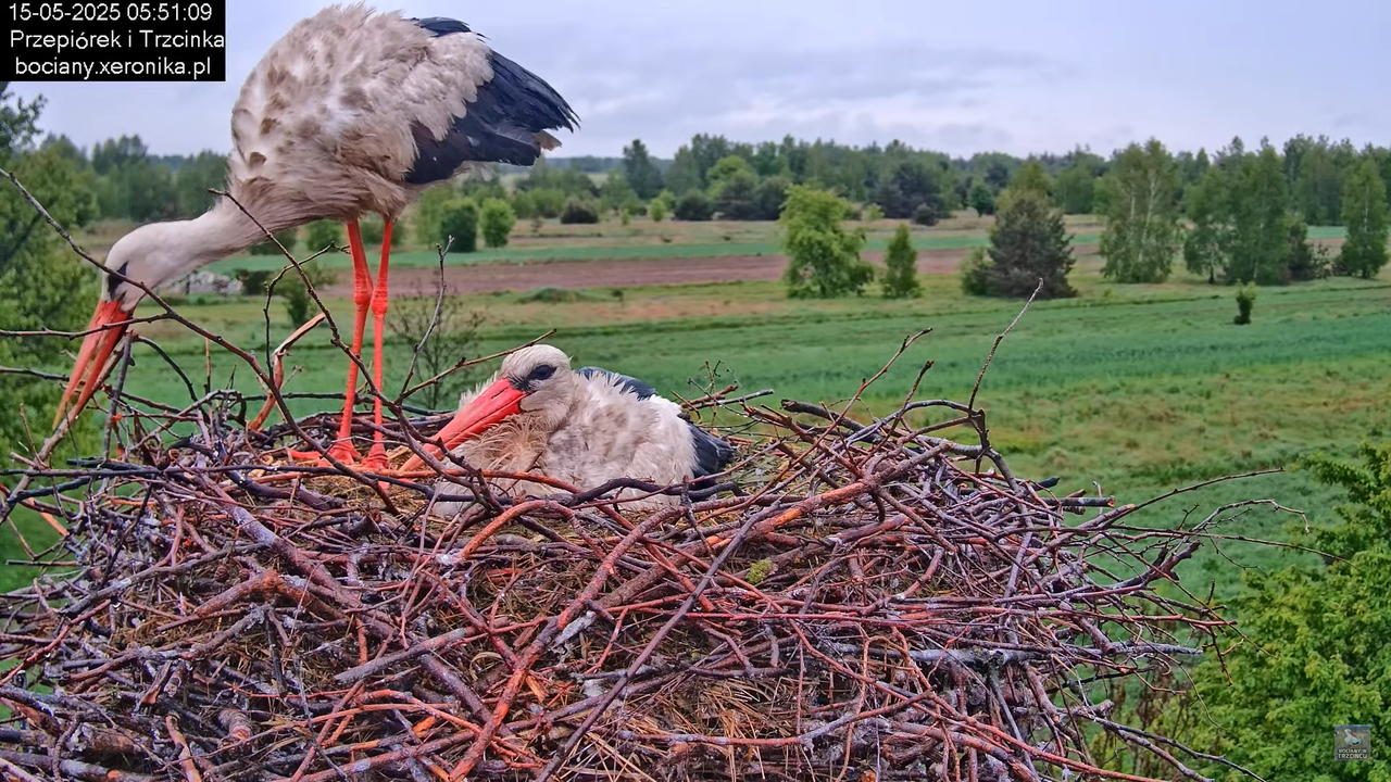 15052025bociany5