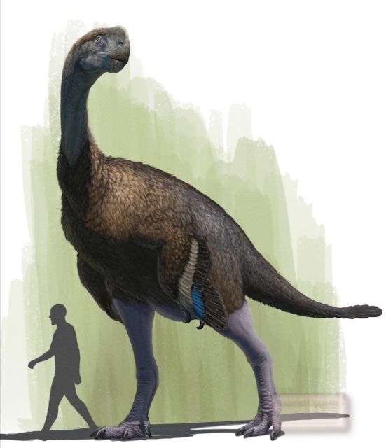 By PaleoNeolitic this depiction feels suprisingly real to me for such a unbelievable animal the minimal feathering and the flat colors