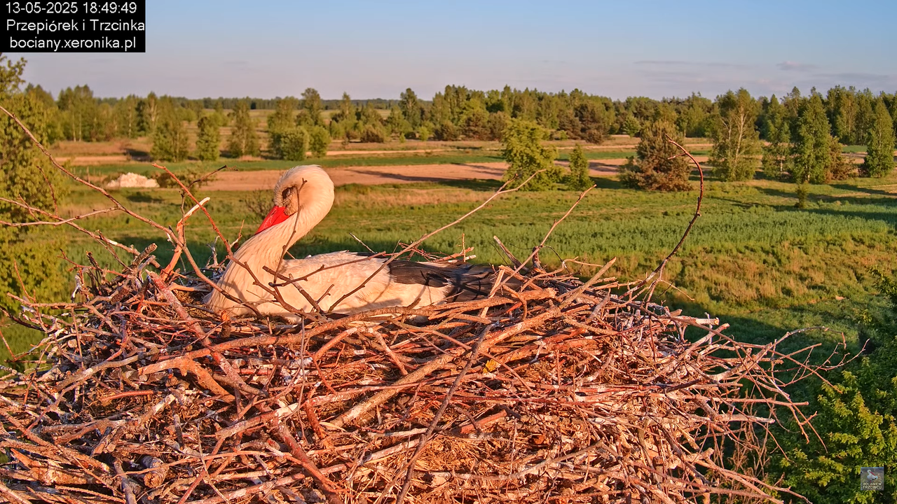 13052025bociany29