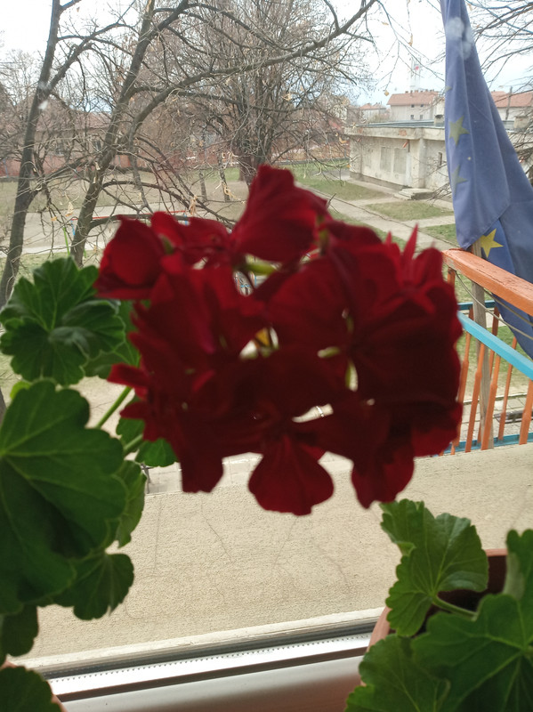 IMG_20190326_112626