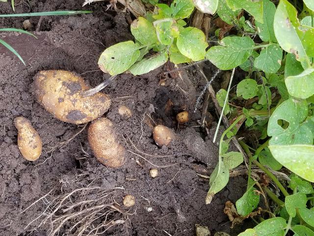 [Image: 02_Potato.jpg]