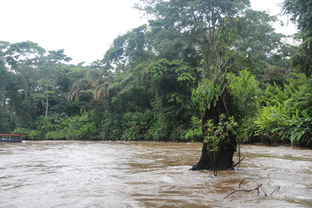 DIA 2: LLEGADA A TORTUGUERO - DE TORTUGAS Y PEREZOSOS. COSTA RICA 2019 (14)