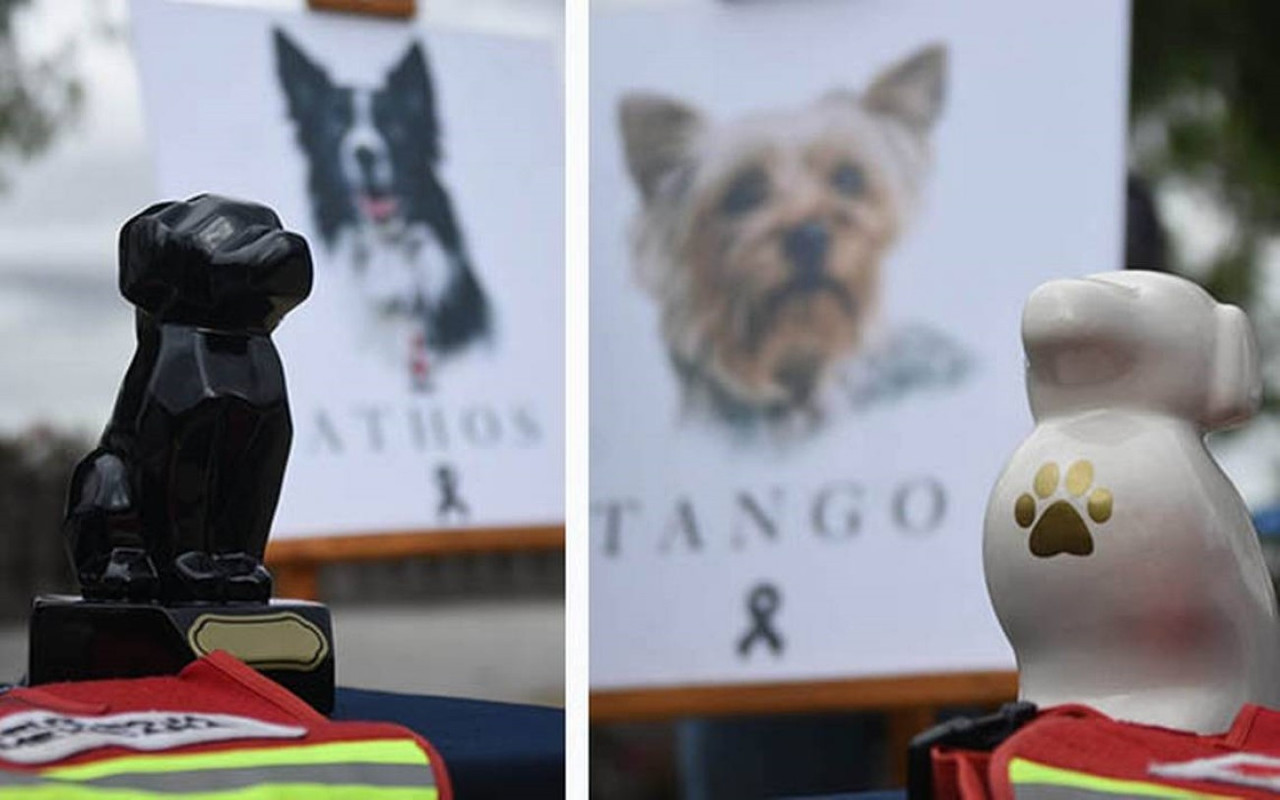 Inicia juicio por el asesinato de perros rescatistas del 19S