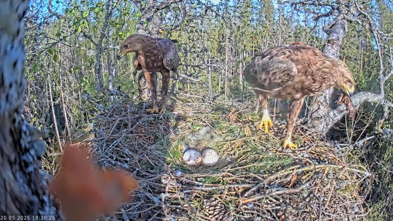 Väike-konnakotkas __ Clanga pomarina __ Lesser Spotted Eagle 16-38-21 screenshot