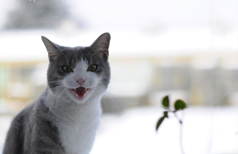 KITTY KITY MEOW KITTY KITY MEOW