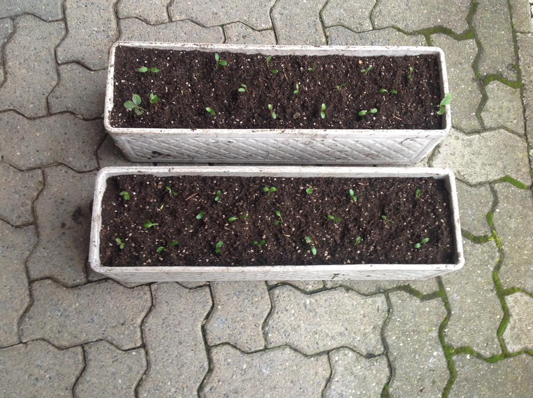 Helleborus & Schneeglöck- chen aus 1792 4.Feb.16