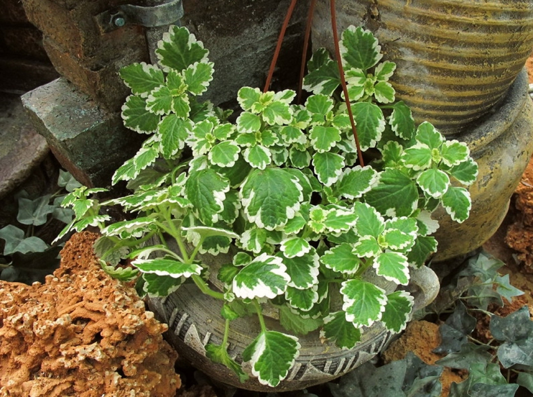 ¿Qué poner en un negocio para atraer dinero? Plantas millonarias son la solución