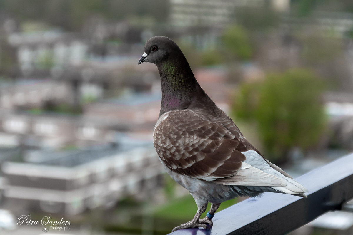 Fotografie