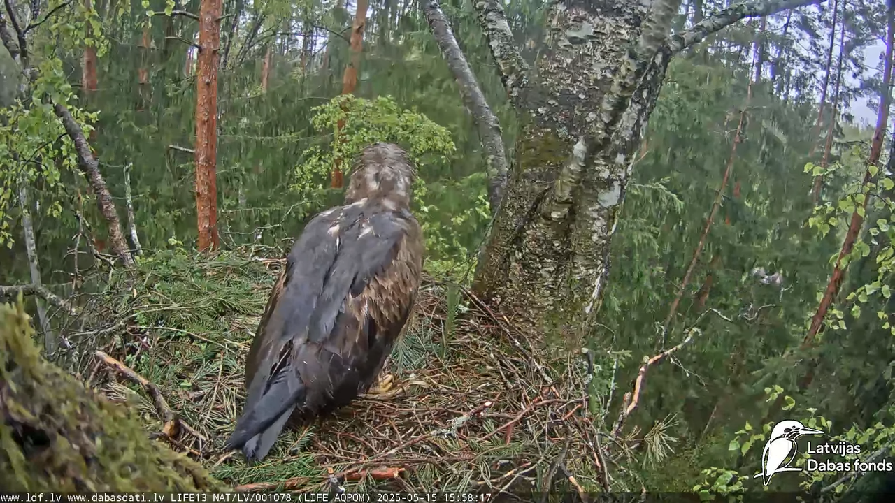 Mazais ērglis (Clanga pomarina), ligzda bērzā 14-38-48 screenshot