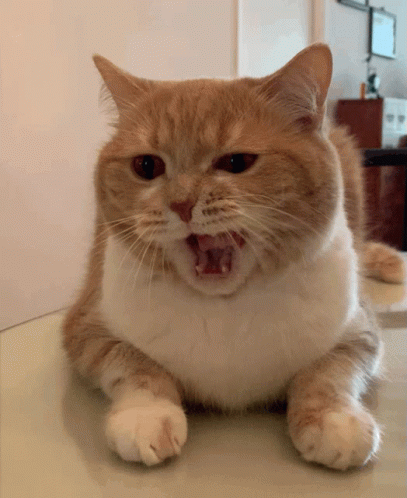 yawn-yawning-2.gif