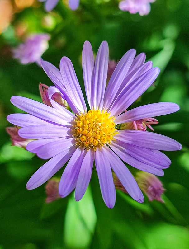 Aster d'automne violet claire
