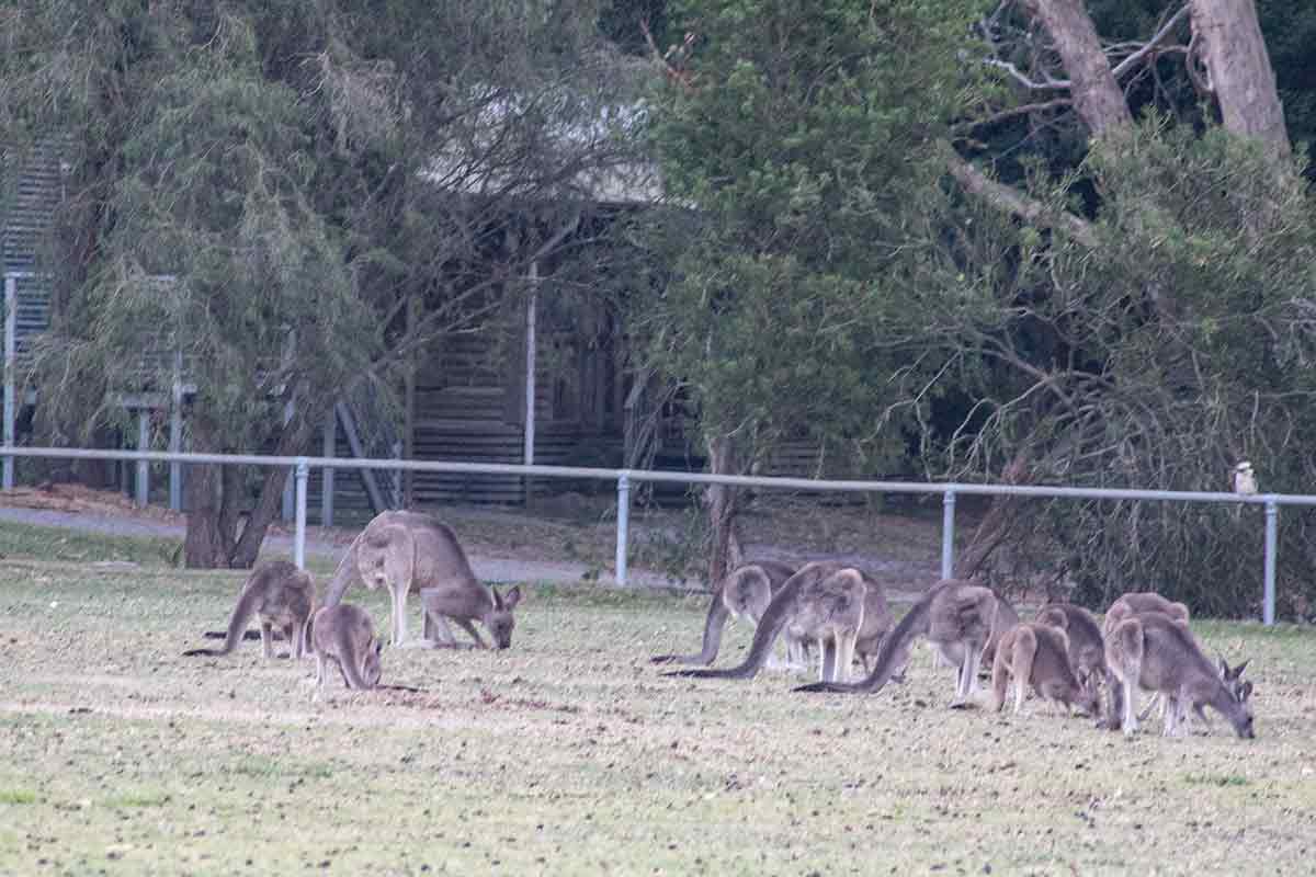 Kangaroos at the cricket ground…
