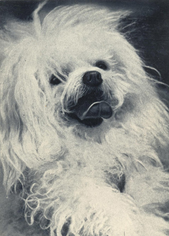 Французская болонка 1969 Планета 25