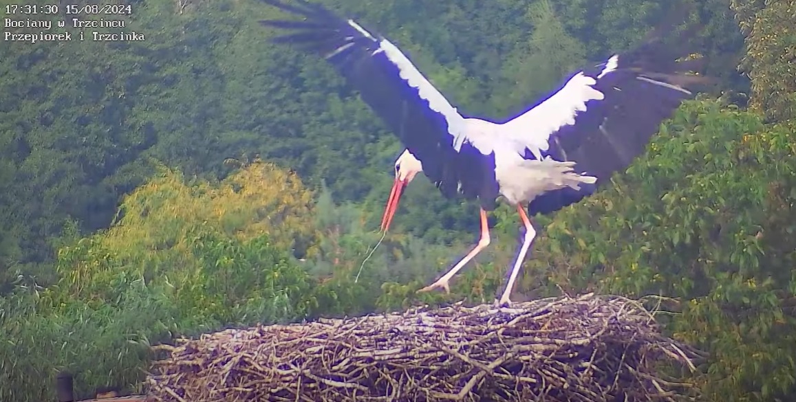 przepiorekwpadldogniazda