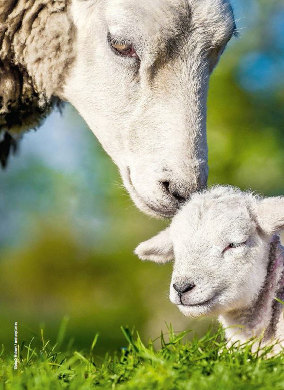 Foc Wil - Mag 2023 (7)