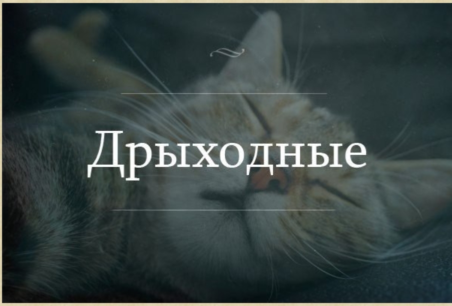 Image-3.jpg