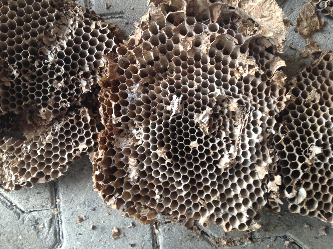 Hornissen Nest und Waben Winter 2015 (13)