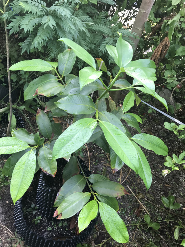 Purple Mangosteen 112018