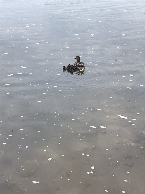 IMG-2176f8742a696fce52d5ed1c12aaba34-V