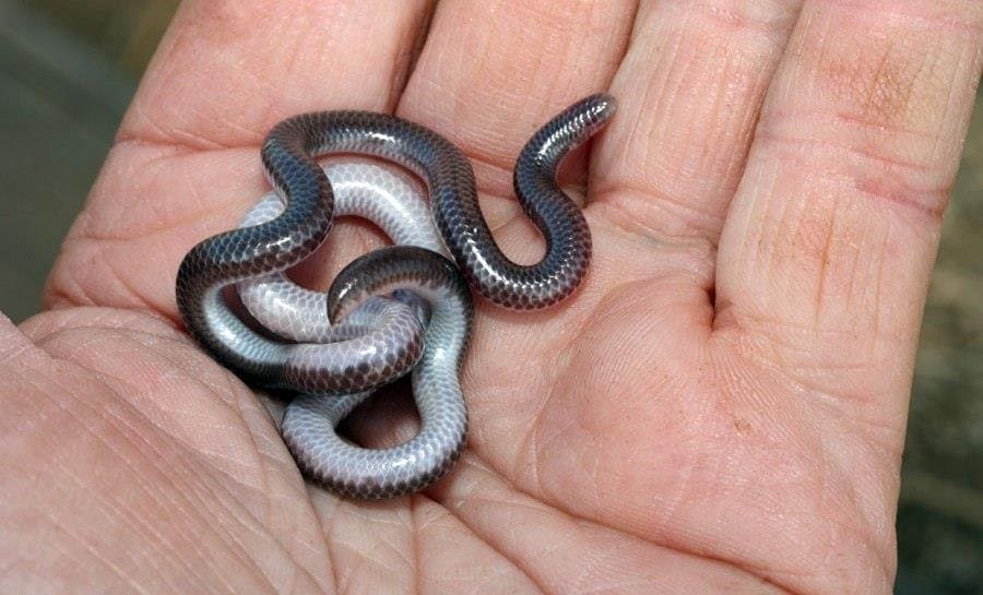 Самая маленькая змея в мире - Leptotyphlops carlae Самая маленькая змея в мире - Leptotyphlops carlae