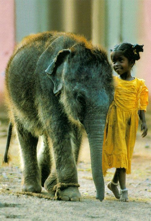 yellowelephant.jpg