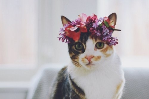 flower-crown-kittens-cats-pics-images-photos-pictures-bajiroo-1