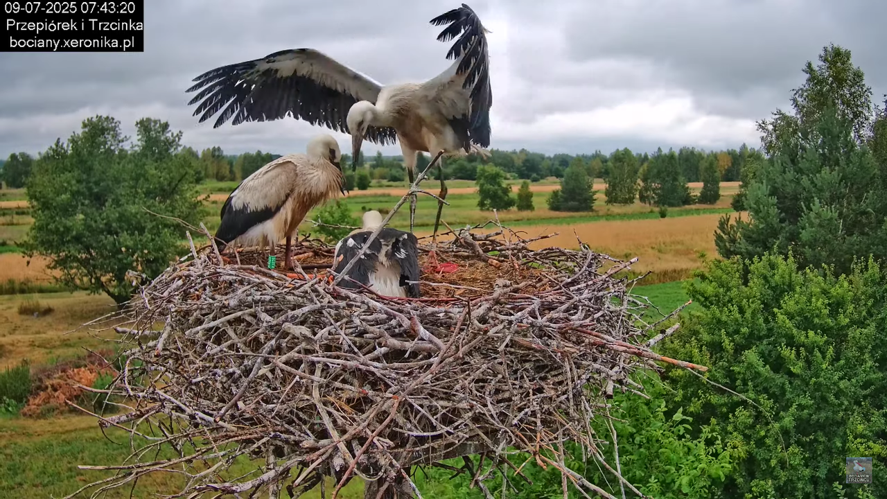 09072025bociany31