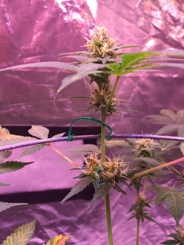 84122AA4-70A0-4432-9F0A-EC0E2EF69589