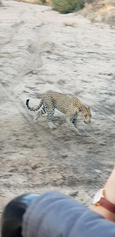 DÍA 11:  KRUGER (Lower Sabie)- SABI SAND (Elephant Plains Game Lodge) - Sudáfrica y Seychelles 2018 -  Una Honeymoon llena de vida (21)