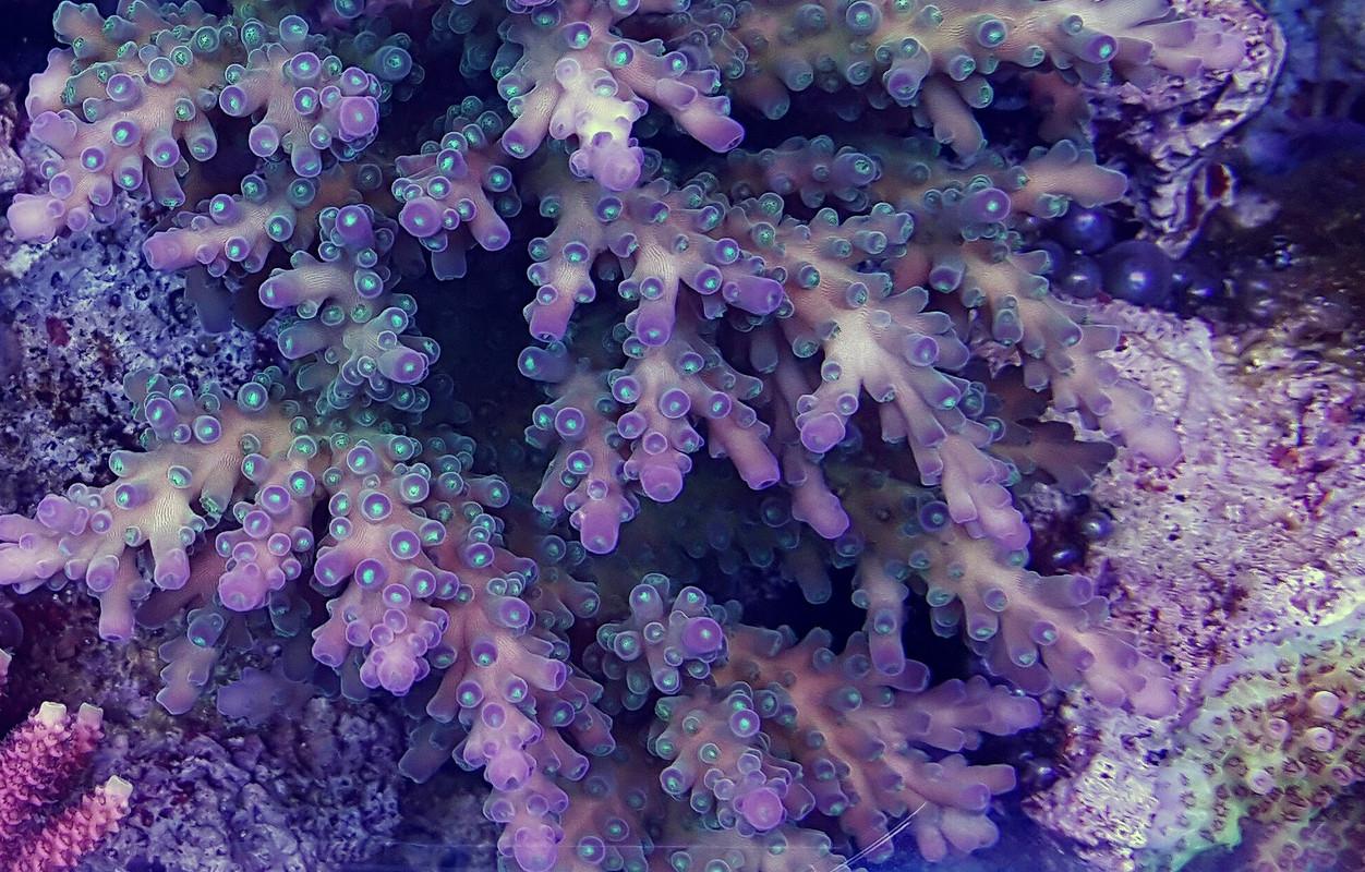 20150623_064728_PerfectlyClear