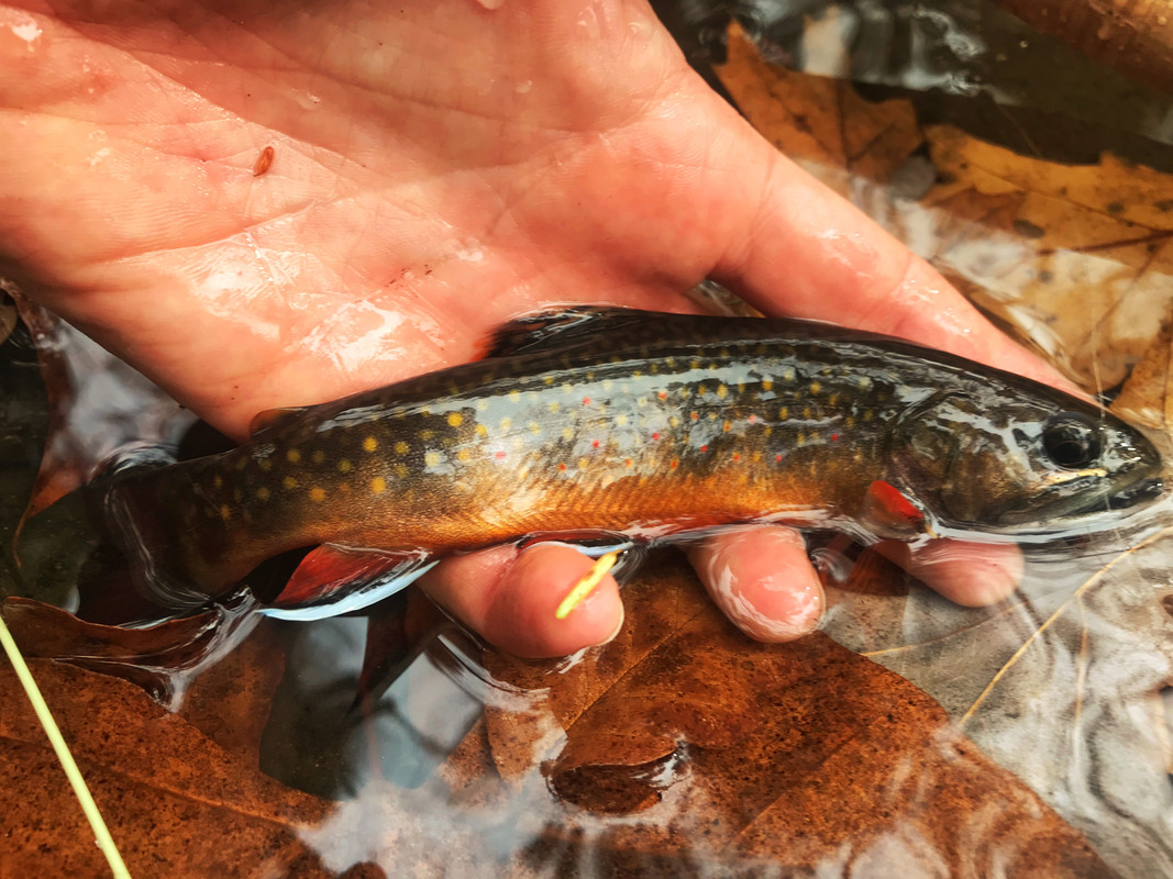 CF0AB19F-E84B-4402-AA5B-A3FFFCCFFA2C