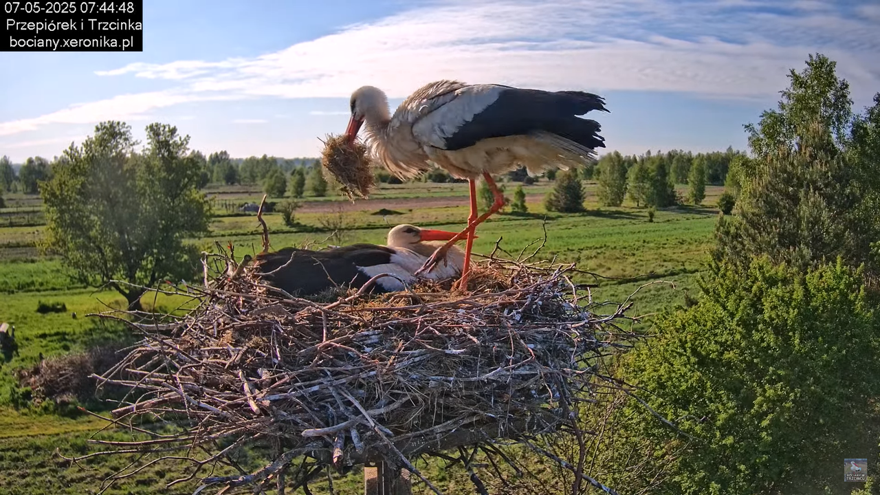 07052025bociany7