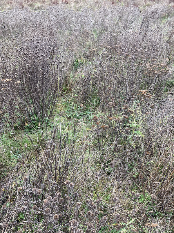 1DEC2AF7-A0B2-4AD1-8B10-84B63D961D80