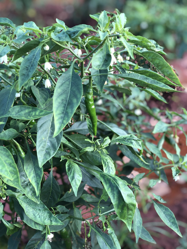 B0-E0-A3-E7-8061-4-AE8-99-FF-D9244823-FD