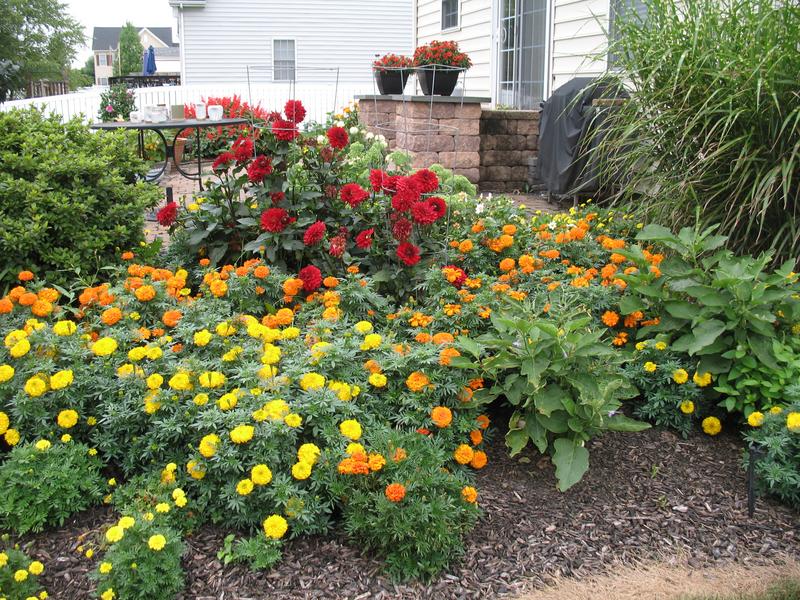 Lawn and Gardens 08.19.2018  (11)