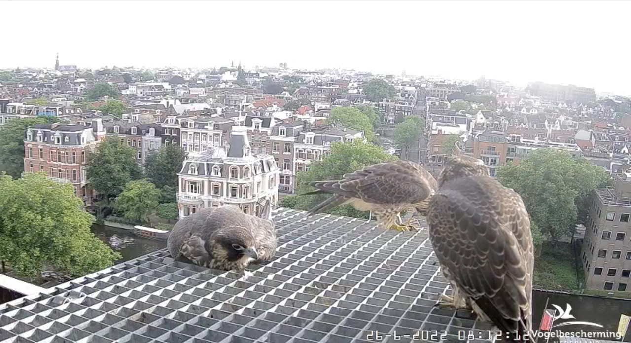 Amsterdam/Rijksmuseum screenshots © Beleef de Lente/Vogelbescherming Nederland - Pagina 33 Video-2022-06-26-081818-Moment-2