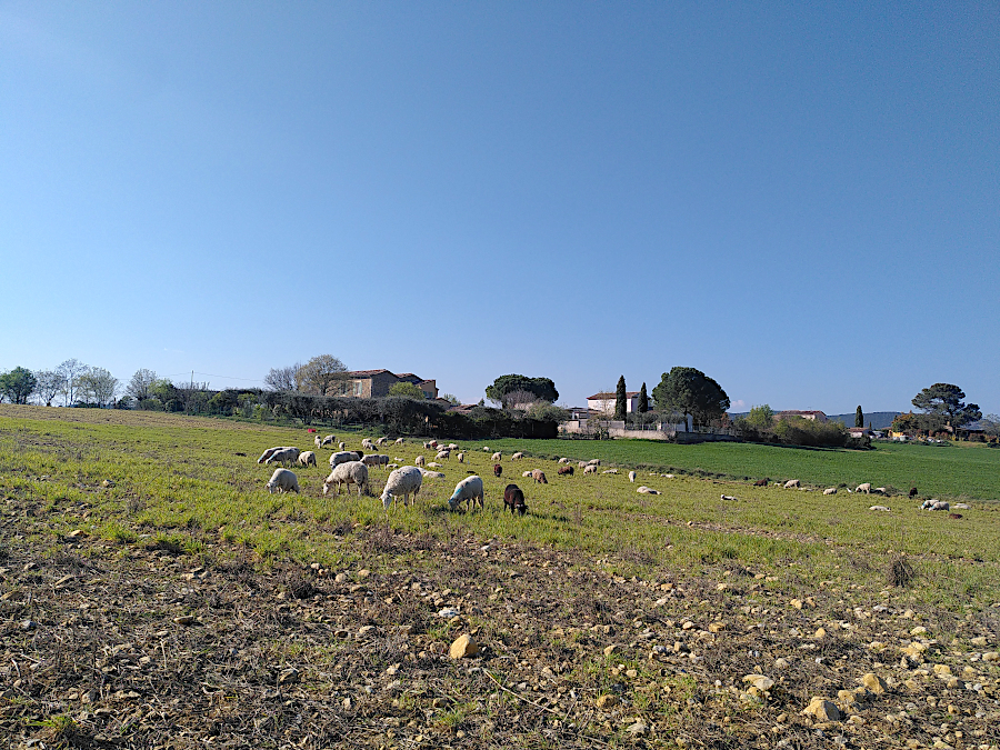 Moutons dans un champs - chaos