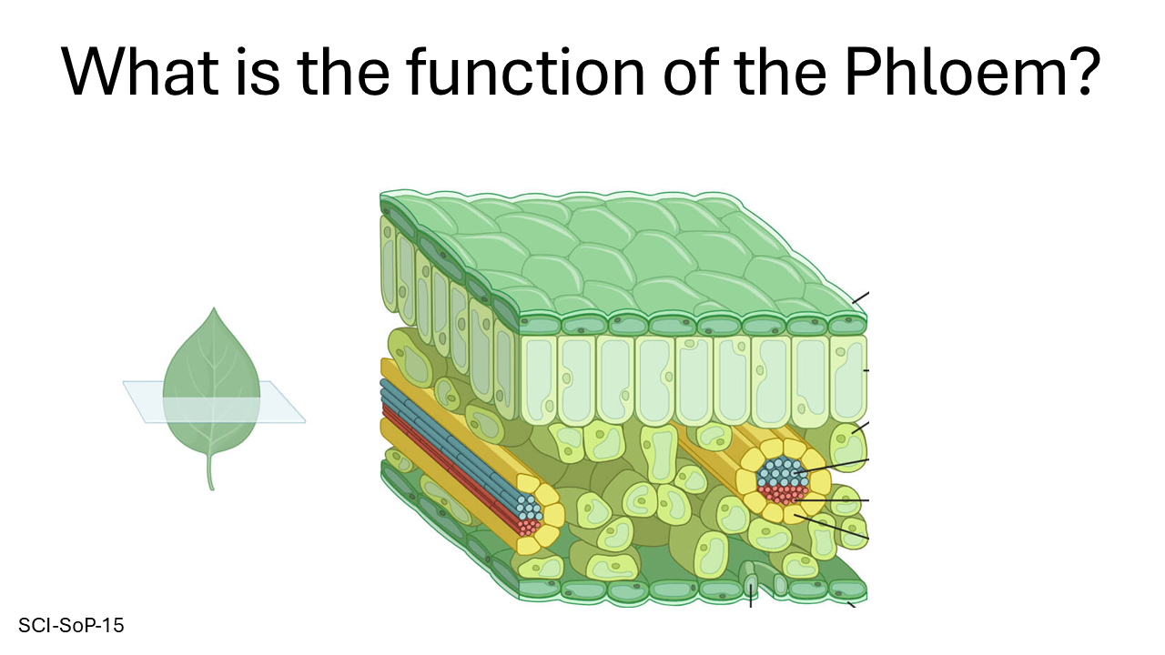 Slide29