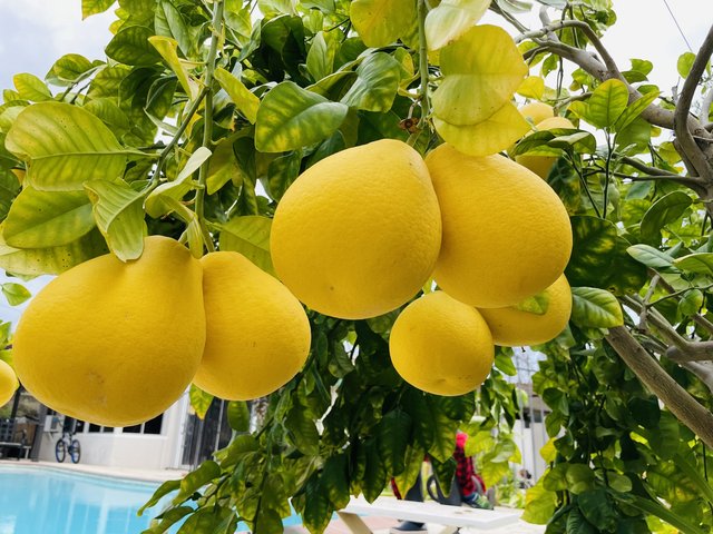 [Image: 0949-CF11-065-F-4326-A5-E0-E8389-CA9-C76-D.jpg]