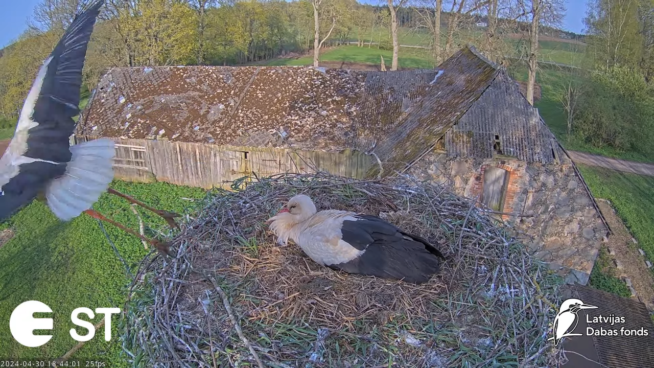 Baltie stārķi (Ciconia ciconia) Tukuma novadā - LDF tiešraide __ White storks in Tukums, Latvia 11-1