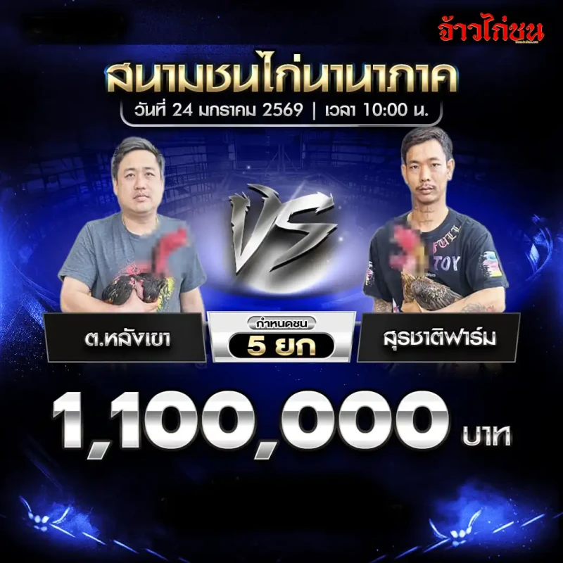 โปรแกรมไก่ชน คู่เด่น ต.หลังเขา พบ สุรชาติฟาร์ม สนามชนไก่นานาภาค 24 มกราคม 2569
