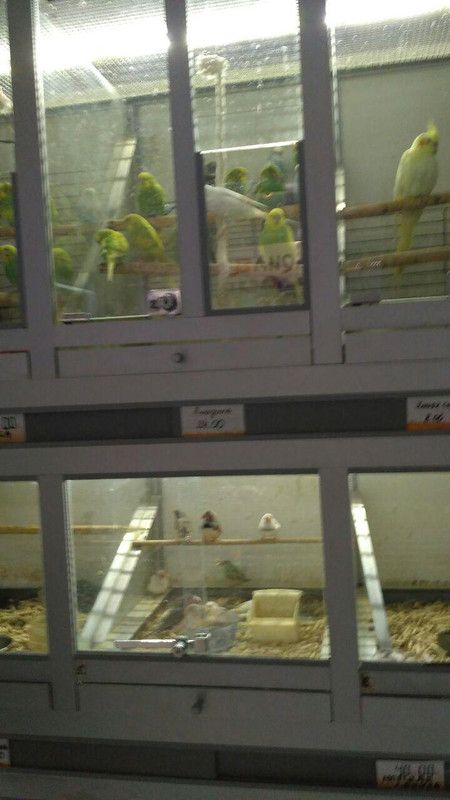 волнистые попугаи2