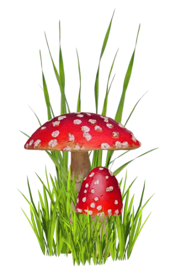 Mariposa_Kit_1