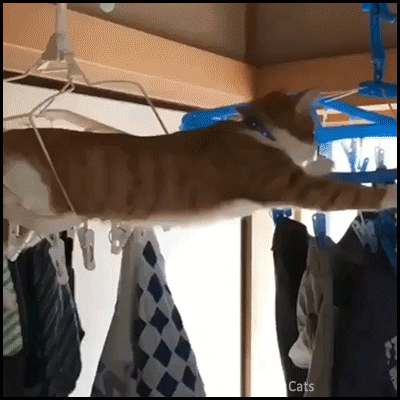 Funny-Cat-GIF-Clumsy-cat-swimming-crawling-on-clothes-hangers-American-Ninja-warriors-Cat-ed-Itio.gif