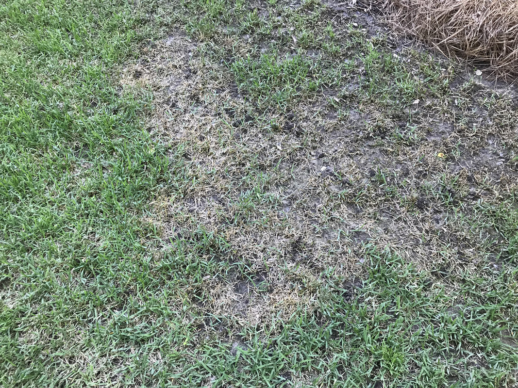 Please help! Brown dying spots in my zoysia (Photos included) Lawn