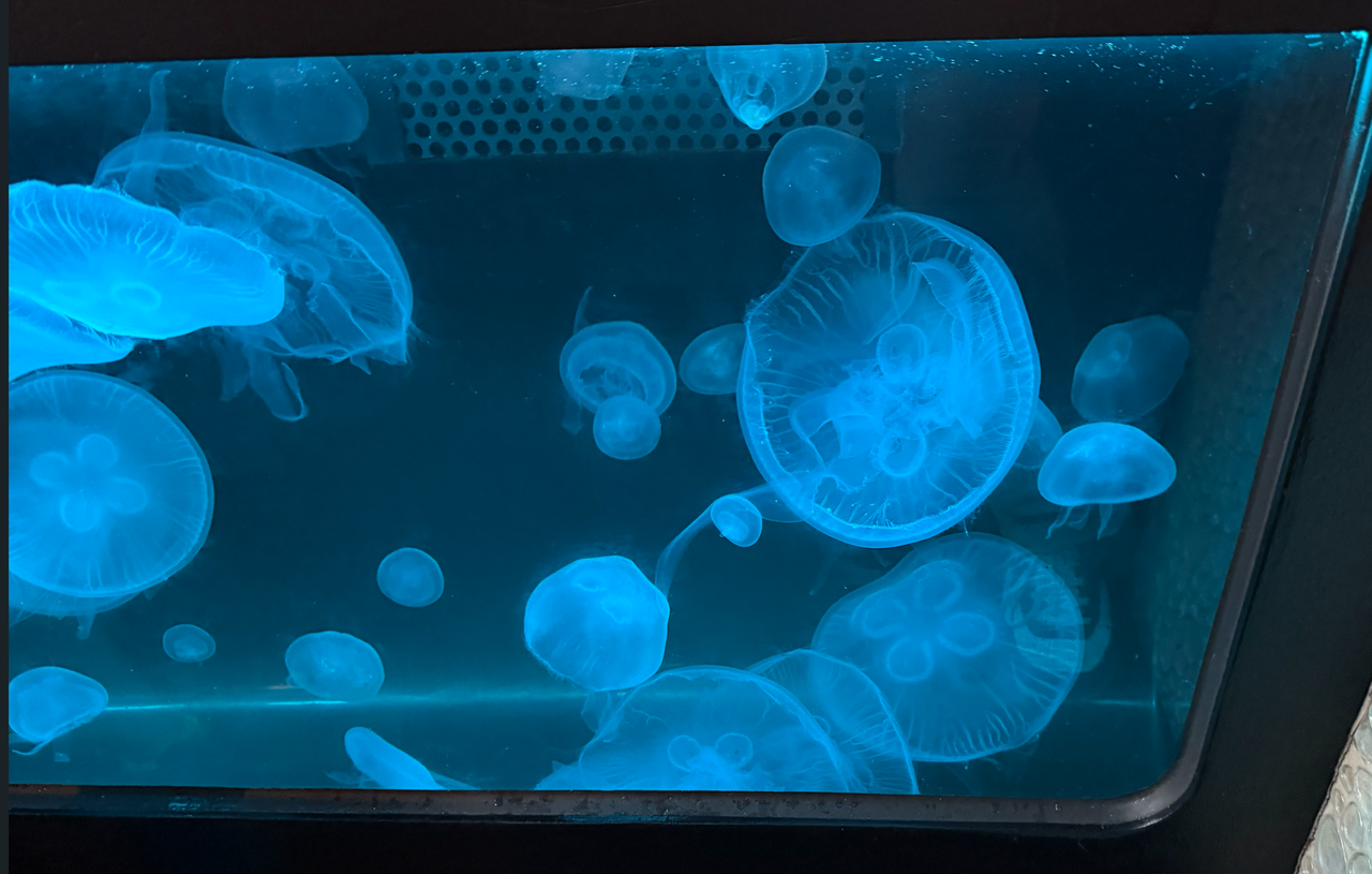 [Image: Jelly-Fishes.png]