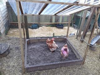 dust-bath-220.jpg