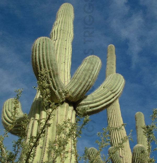 [Image: saguaro.jpg]