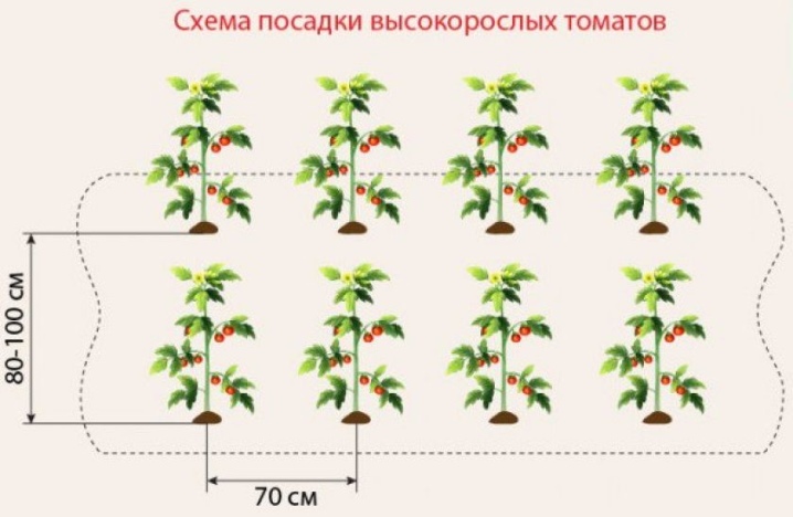 https://i.postimg.cc/JhV3qxtQ/shema-i-pravila-posadki-tomatov-v-teplice-6.jpg